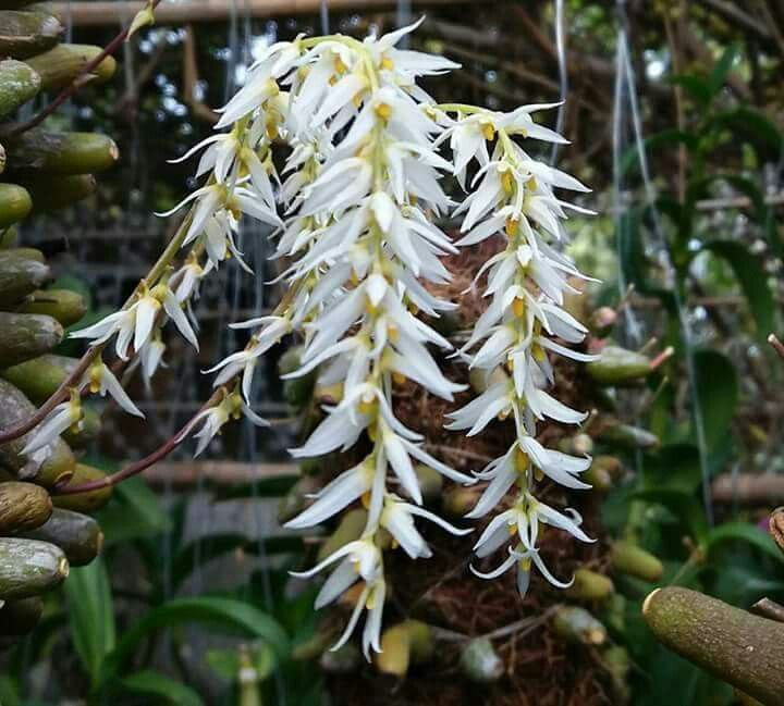 သဇင်ပန်းများ ယခင်နှစ်ထက် စျေးနှစ်ဆ မြင့်တက်လာ